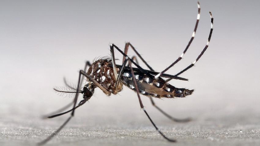 Aedes aegypti mosquito