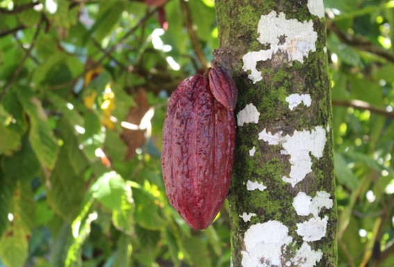 a cacao plantation (CJ Photo)
