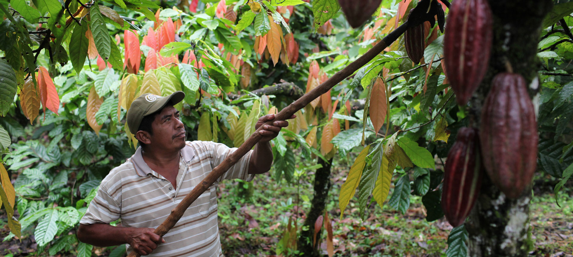 Cacao belize caricom