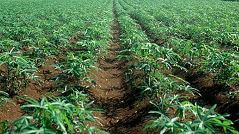 Cassava production