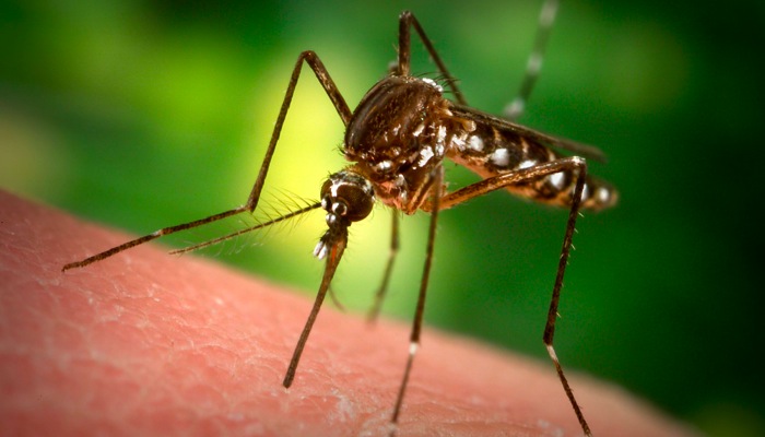 Aedes aegypti Mosquito