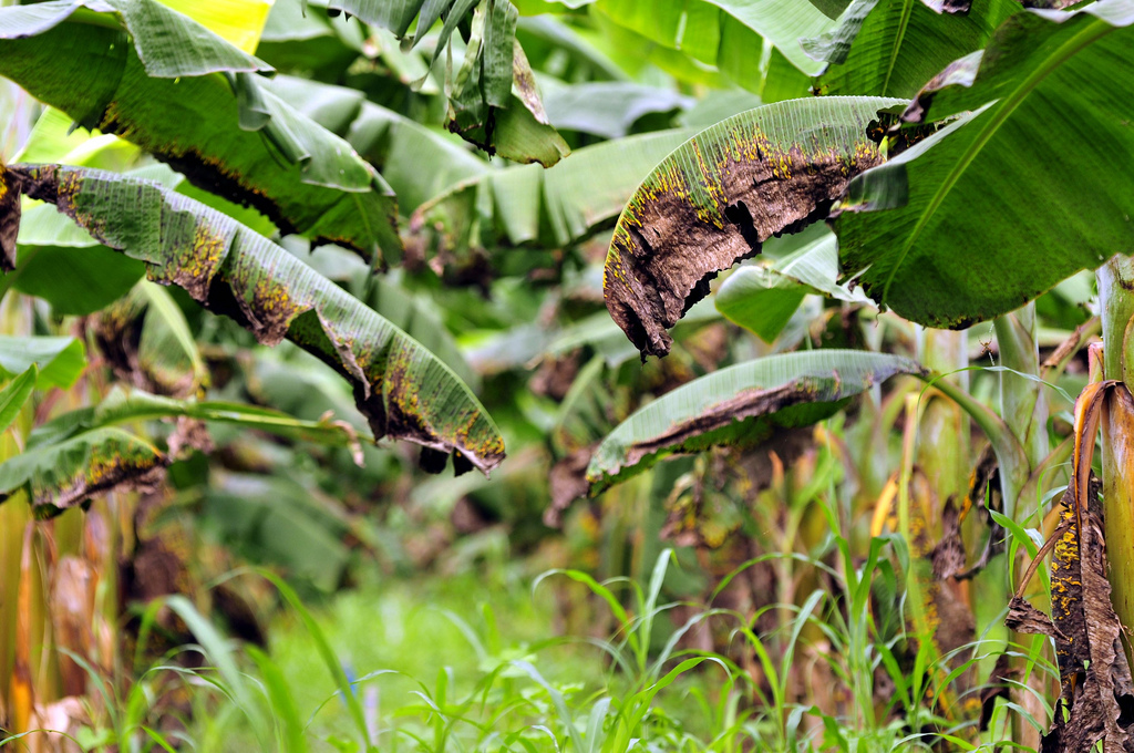 The effect of Black Sigatoka on banana leaves