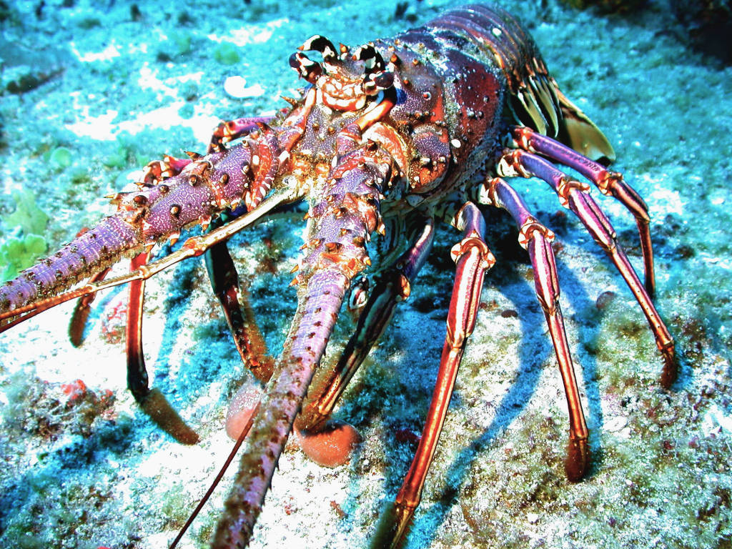 File Photo: Spiny Lobster