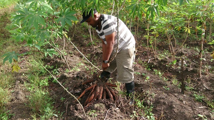 A young farmer harvests cassava in Guyana. (Photo: Canbean Associates Inc.)