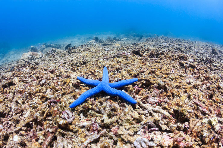 Starfish on the Coral Reef