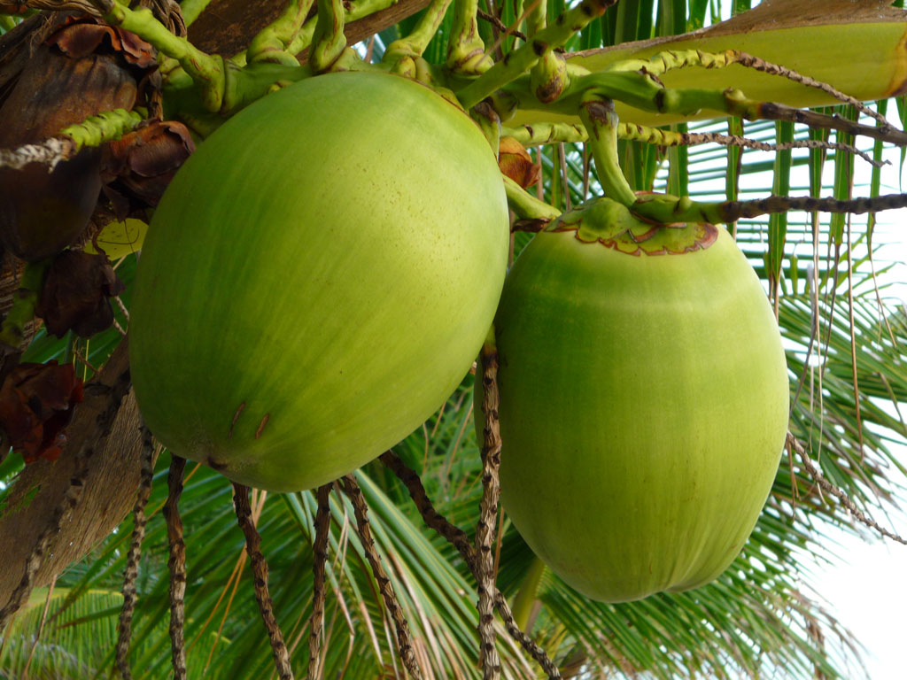 Young Coconuts