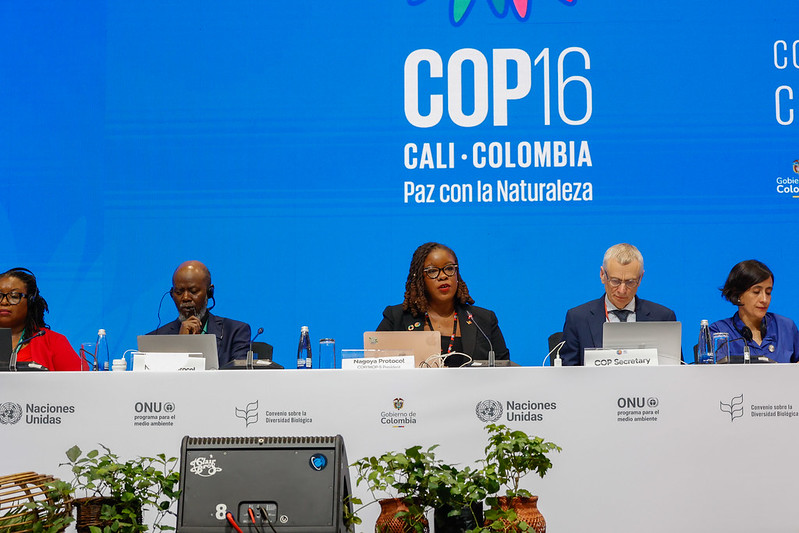 COP16 Nneka Nicholas - Chair of Meeting on the Nagoya Protocol