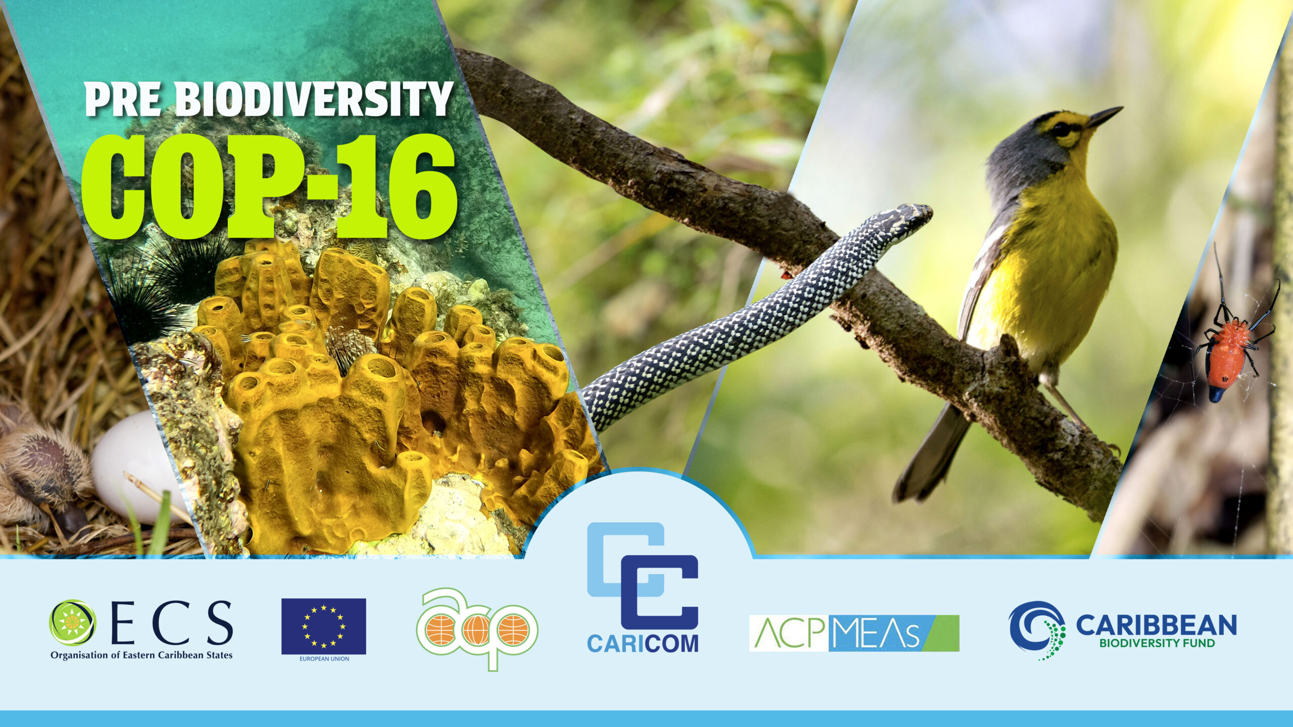 Pre-COP16-Banner-5-9-24