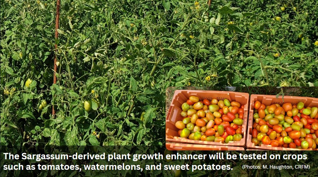 Sargassum-derived_plant_growth_enhancer_can_be_used_to_grow_vegetables