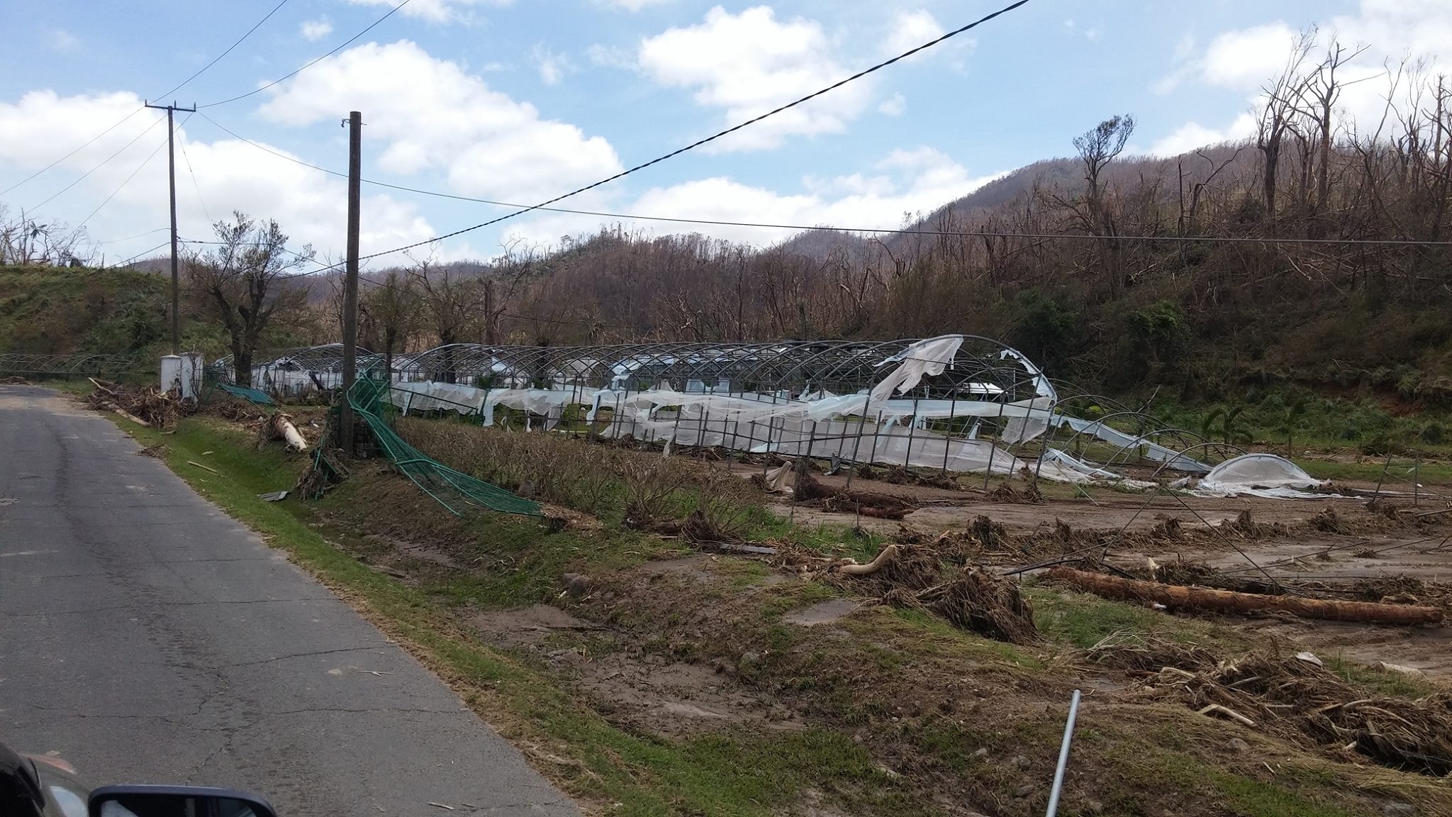 What is left of a greenhouse in Dominica