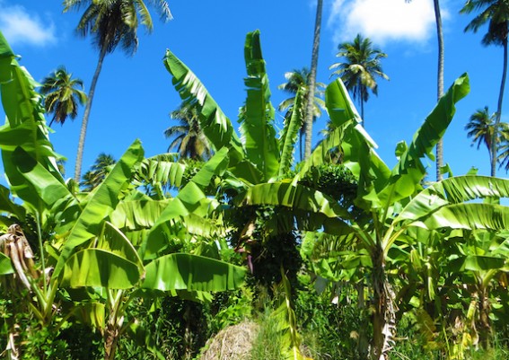 By the Caribbean Journal staff  As the Eastern Caribbean continues its battle against the Black Sigatoka disease harming its banana crops, Dominica is looking abroad for help.  The country announced this week that it would soon be importing Black Sig