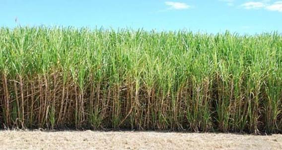 Guyana-sugar-cane-field: (Photo via Chronicle Newspapers)