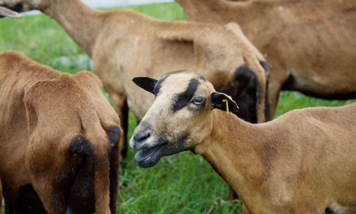 Small ruminants are an integral part of Caribbean agriculture &copy; M Hansen