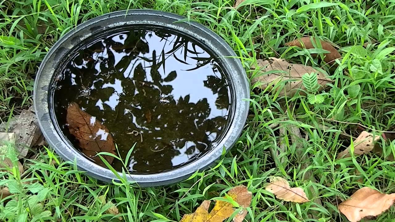 Stagnant-water