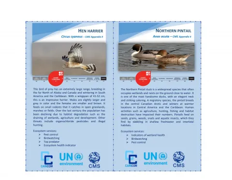 Cover page of Caribbean Migratory Species Cards (Convention on Migratory Species) prepared with the CARICOM Secretariat