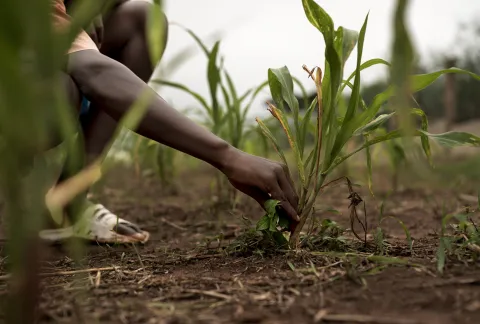 Agriculture Development
